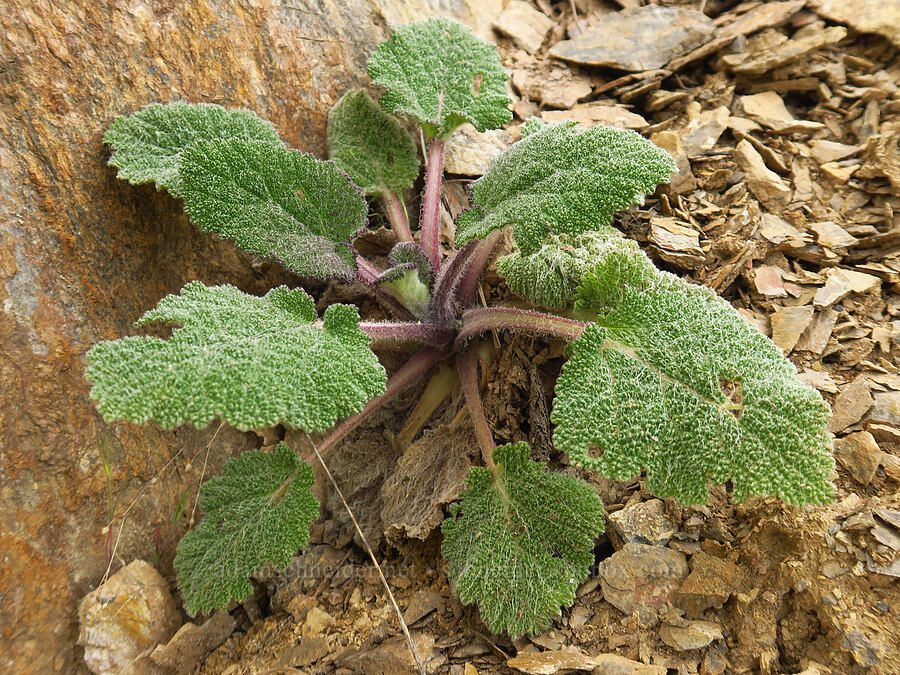 clear-eye/clary sage (Salvia sclarea) [Kleinschmidt Road, Payette National Forest, Adams County, Idaho]