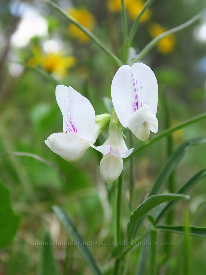 Cusick's pea-vine (Lathyrus nevadensis var. cusickii) [Kleinschmidt Road, Payette National Forest, Adams County, Idaho]