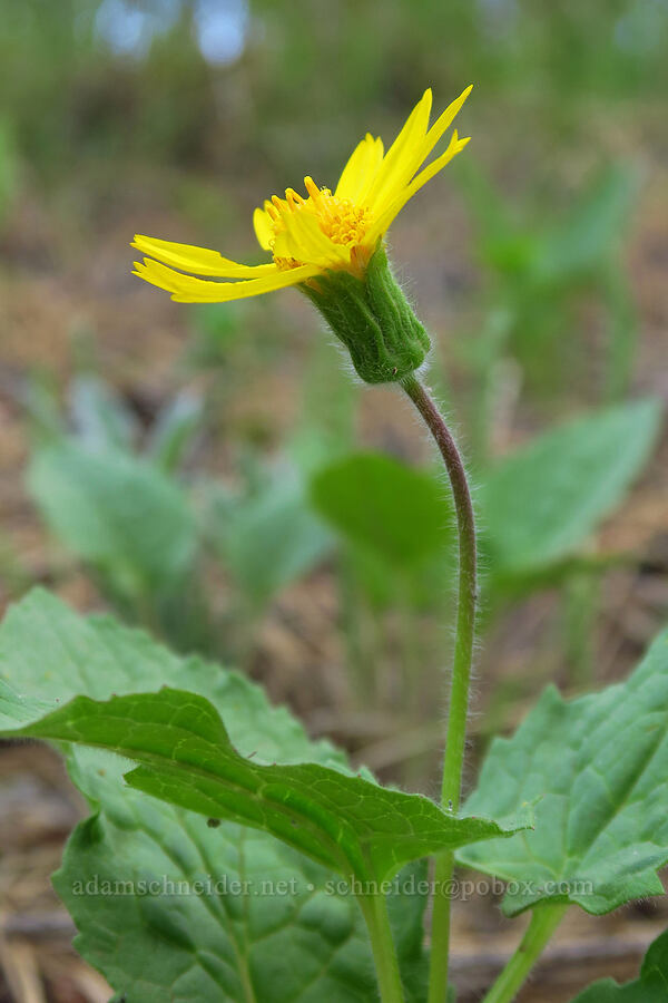 heart-leaf arnica (Arnica cordifolia) [Kleinschmidt Road, Payette National Forest, Adams County, Idaho]