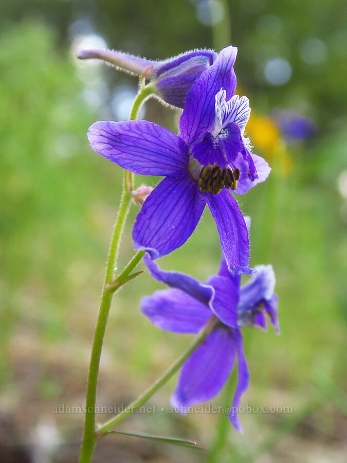 larkspur (Delphinium nuttallianum) [Kleinschmidt Road, Payette National Forest, Adams County, Idaho]
