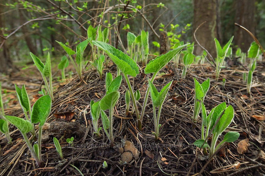 heart-leaf arnica leaves (Arnica cordifolia) [Council-Cuprum Road, Payette National Forest, Adams County, Idaho]