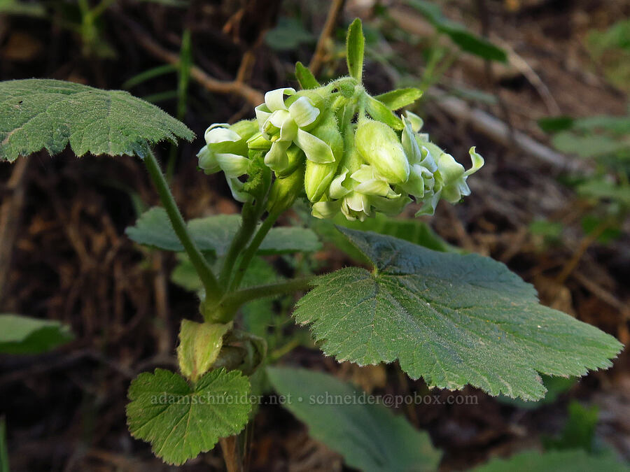 sticky currant (Ribes viscosissimum) [Council-Cuprum Road, Payette National Forest, Adams County, Idaho]