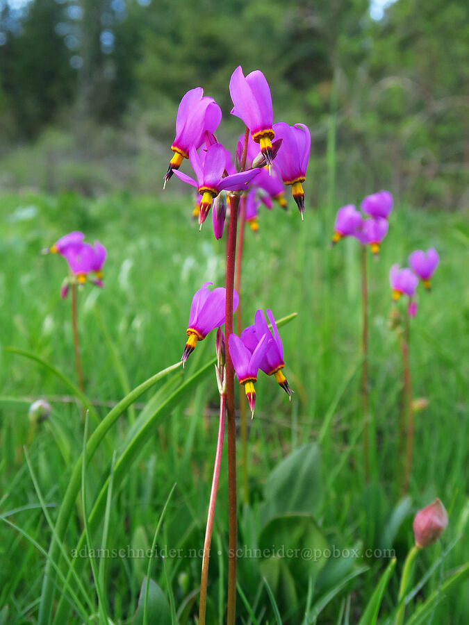 few-flowered shooting stars (Dodecatheon pulchellum var. pulchellum (Primula pauciflora var. pauciflora)) [Council-Cuprum Road, Payette National Forest, Adams County, Idaho]