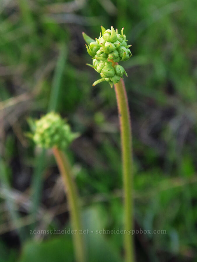 brittle-leaf saxifrage, budding (Micranthes fragosa (Saxifraga integrifolia var. claytoniifolia)) [Council-Cuprum Road, Payette National Forest, Adams County, Idaho]