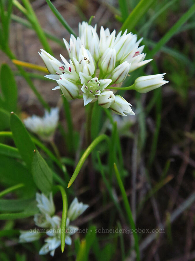 Blue Mountain onion (Allium fibrillum) [Council-Cuprum Road, Payette National Forest, Adams County, Idaho]