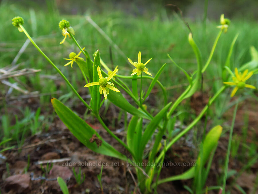 plantain-leaf buttercup (Ranunculus alismifolius) [Council-Cuprum Road, Payette National Forest, Adams County, Idaho]