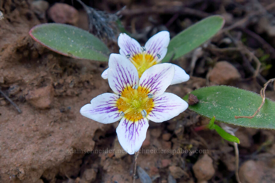 dwarf hesperochiron (Hesperochiron pumilus) [Council-Cuprum Road, Payette National Forest, Adams County, Idaho]