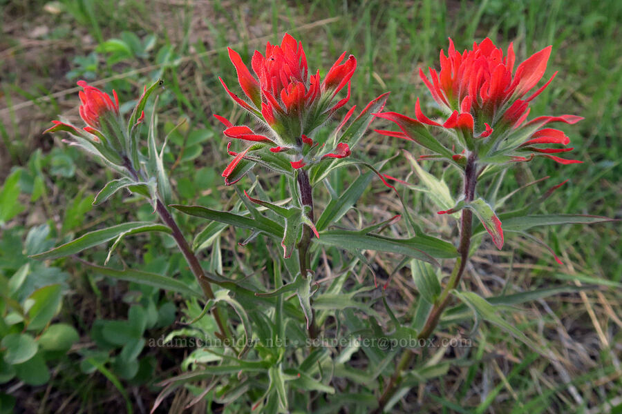acute paintbrush (Castilleja hispida var. acuta) [Council-Cuprum Road, Payette National Forest, Adams County, Idaho]