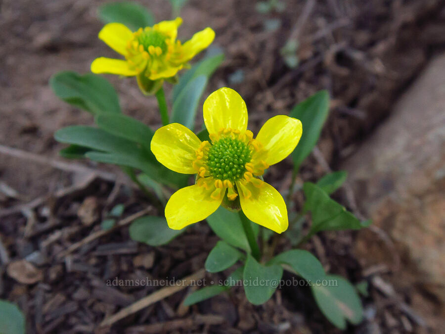 sagebrush buttercup (Ranunculus glaberrimus) [Council-Cuprum Road, Adams County, Idaho]
