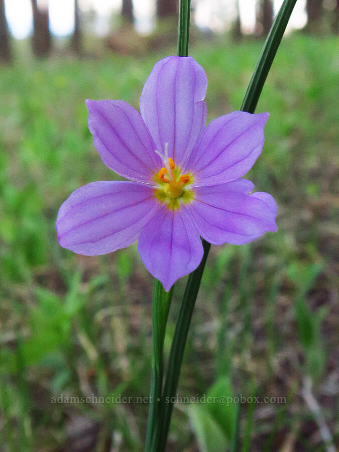 grass-widow (Olsynium douglasii) [Council-Cuprum Road, Adams County, Idaho]
