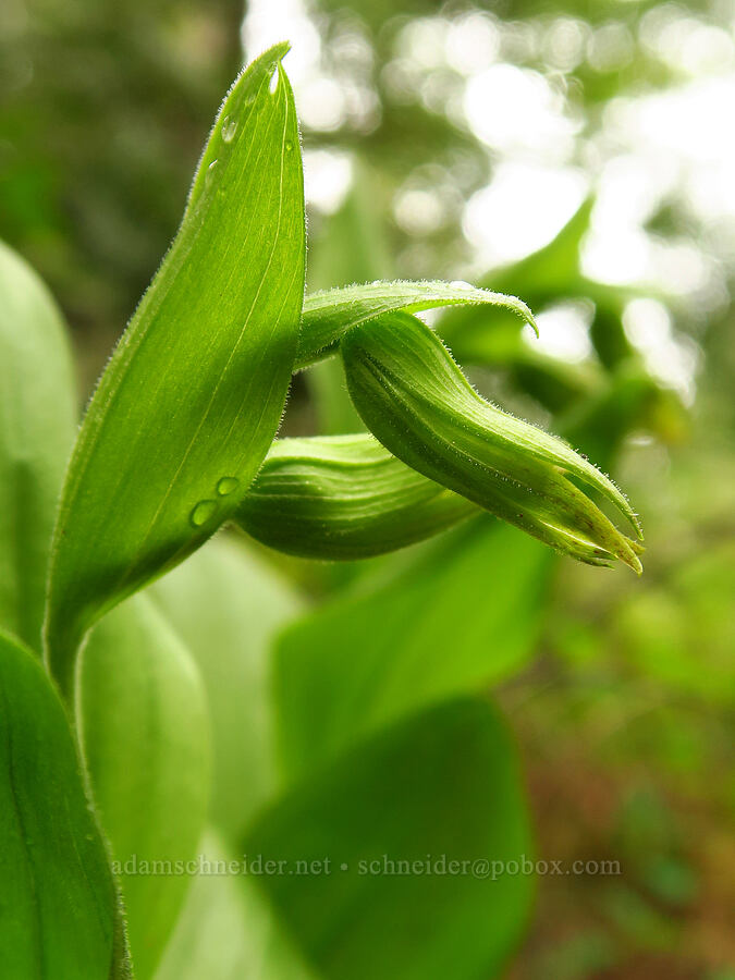 mountain lady's slipper orchid, budding (Cypripedium montanum) [Brooks Memorial State Park, Klickitat County, Washington]