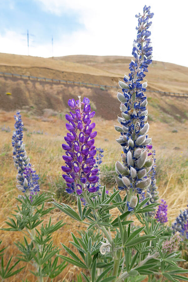 Bingen lupine (Lupinus bingenensis (Lupinus sulphureus ssp. subsaccatus)) [Bluff Road, Wishram, Klickitat County, Washington]