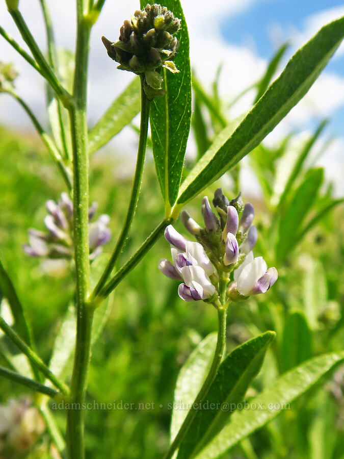 lemon scurf-pea (Ladeania lanceolata (Psoralidium lanceolatum)) [Bluff Road, Wishram, Klickitat County, Washington]