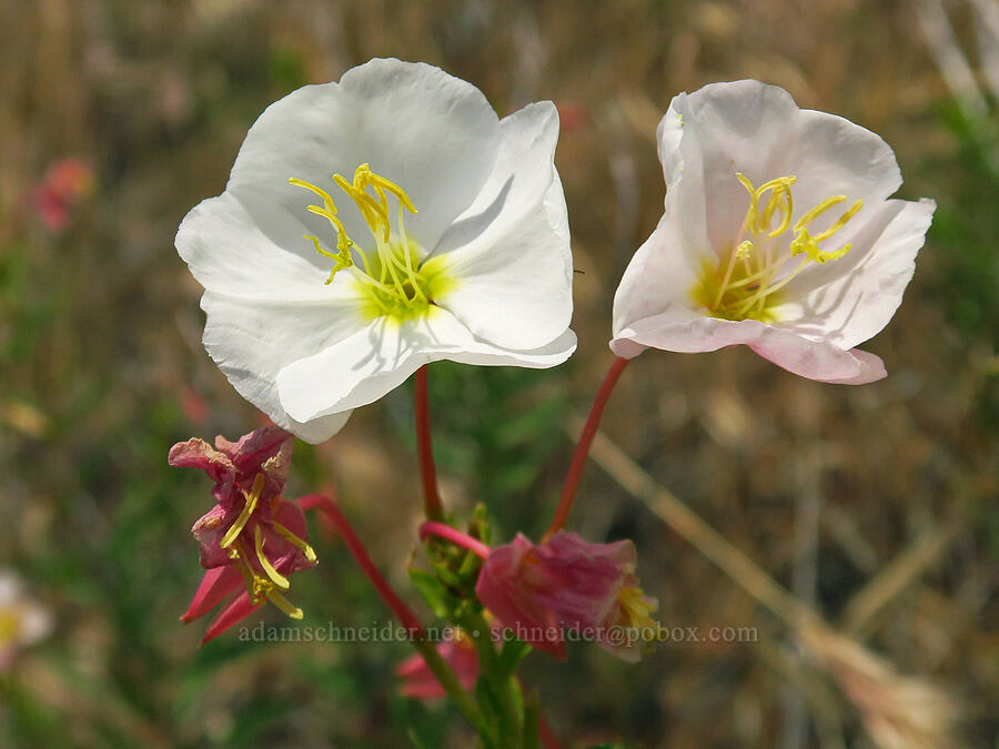 pale evening-primrose (Oenothera pallida) [Bluff Road, Wishram, Klickitat County, Washington]