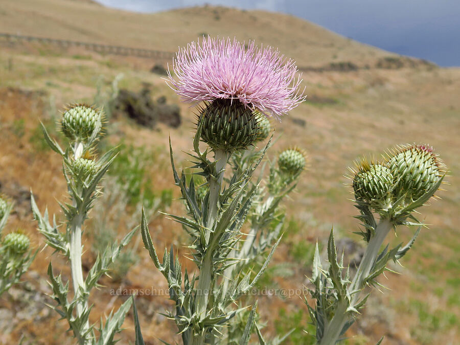 wavy-leaf thistle (Cirsium undulatum) [Highway 14, Klickitat County, Washington]