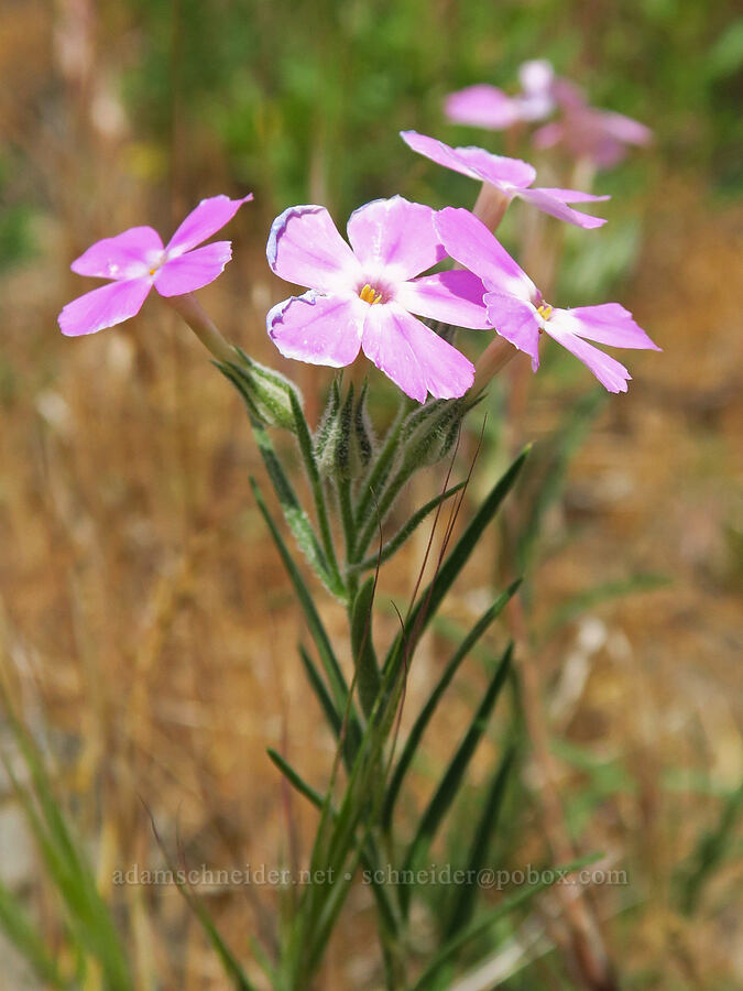 long-leaf phlox (Phlox longifolia) [Highway 14, Klickitat County, Washington]