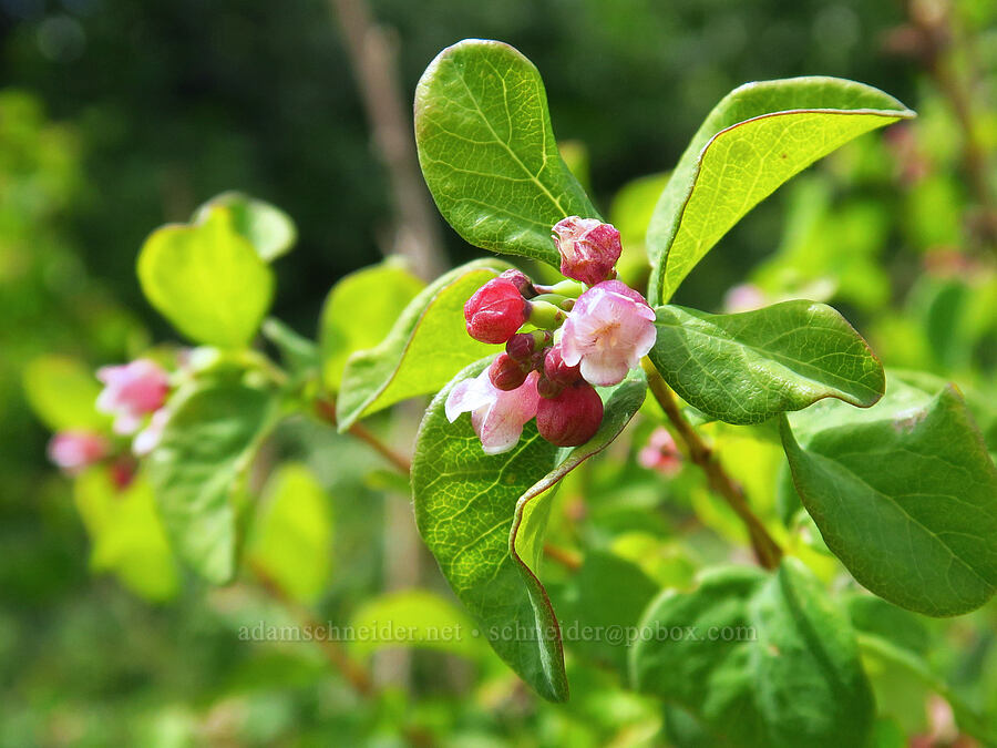 snowberry flowers (Symphoricarpos albus) [Horsethief Butte, Klickitat County, Washington]