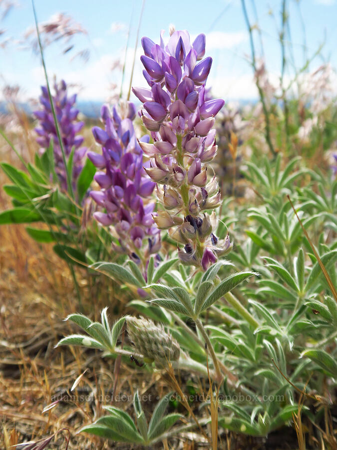 prairie lupine (Lupinus lepidus var. aridus) [Horsethief Butte, Klickitat County, Washington]