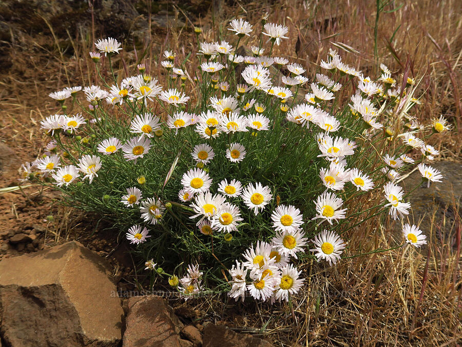 thread-leaf fleabane (Erigeron filifolius) [Horsethief Butte, Klickitat County, Washington]