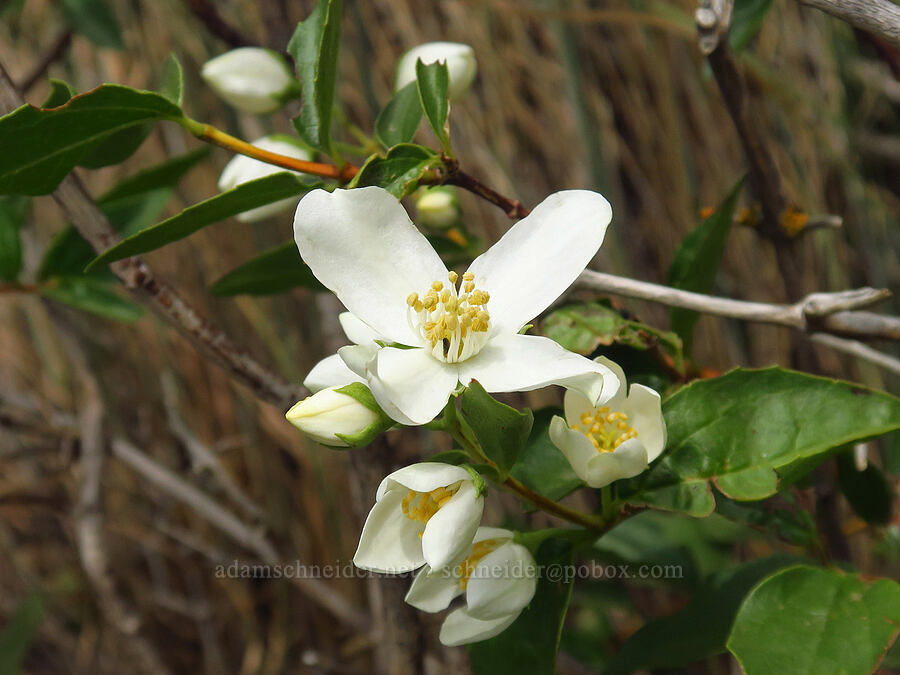 Lewis' mock-orange (Philadelphus lewisii) [Horsethief Butte, Klickitat County, Washington]