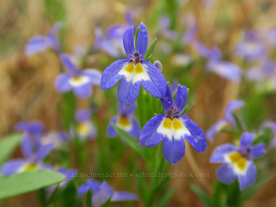 Cascade calico-flowers (Downingia pulcherrima (Downingia yina)) [Horsethief Butte, Klickitat County, Washington]