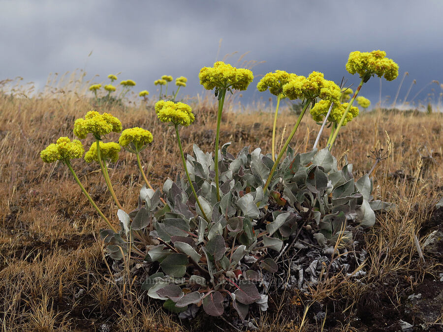 heart-leaf buckwheat (Eriogonum compositum) [Horsethief Butte, Klickitat County, Washington]
