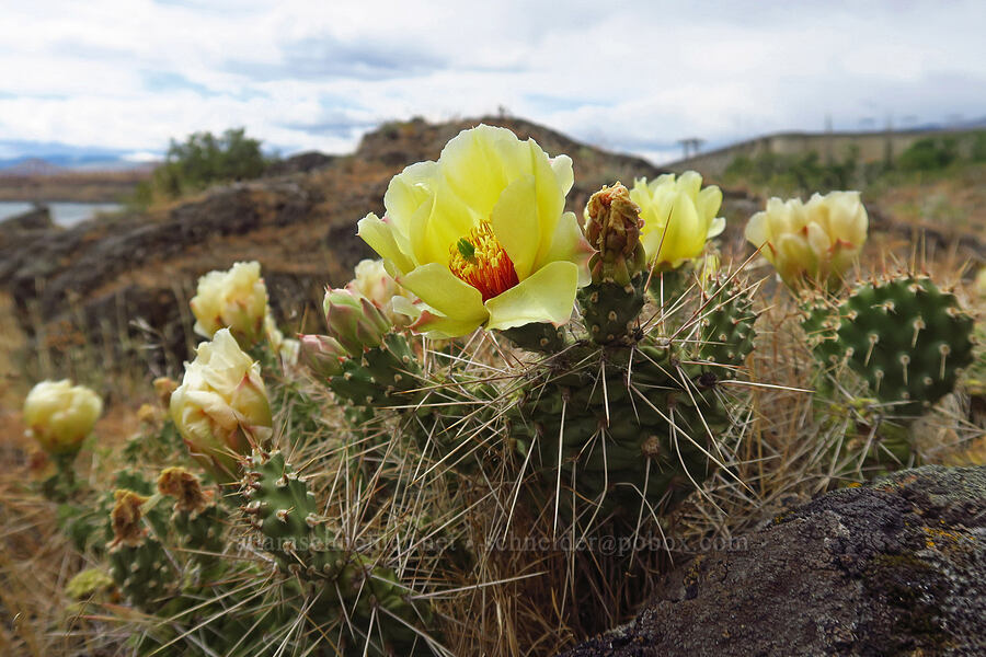 Columbia prickly-pear cactus flowers (Opuntia x columbiana (Opuntia columbiana)) [Seufert County Park, Wasco County, Oregon]
