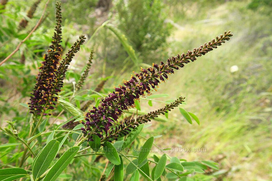 desert false indigo-bush (Amorpha fruticosa) [Seufert County Park, Wasco County, Oregon]