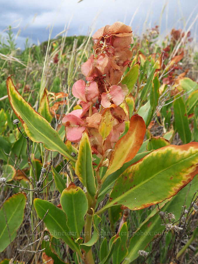 veiny/winged dock (Rumex venosus) [Seufert County Park, Wasco County, Oregon]