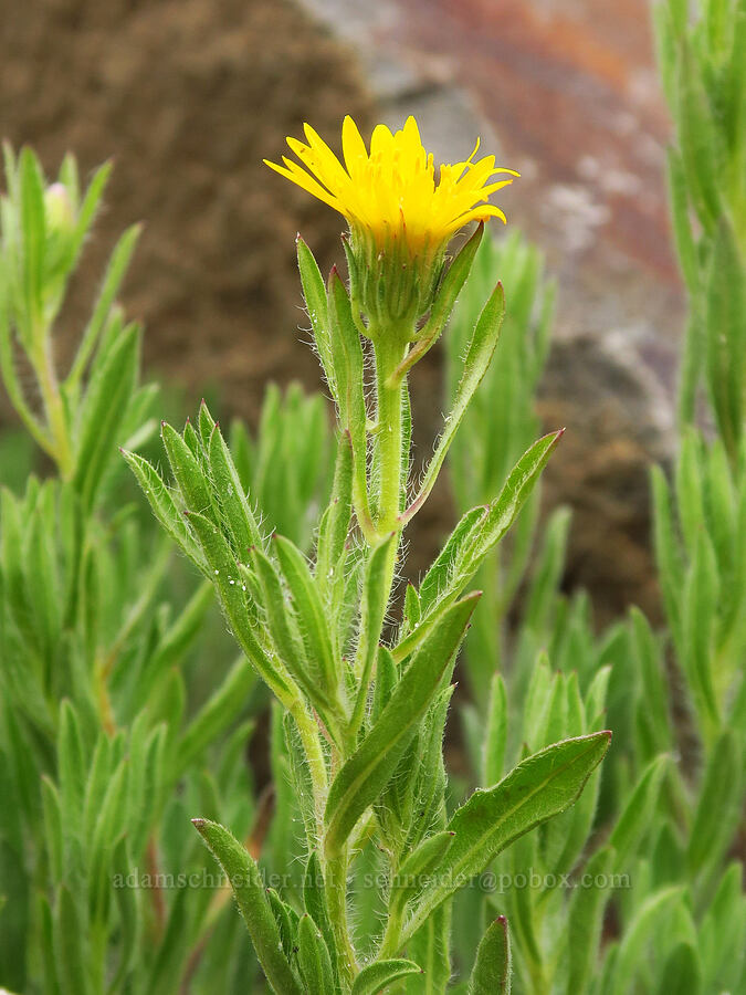 hairy golden-aster (Heterotheca hirsuta (Heterotheca villosa)) [Seufert County Park, Wasco County, Oregon]