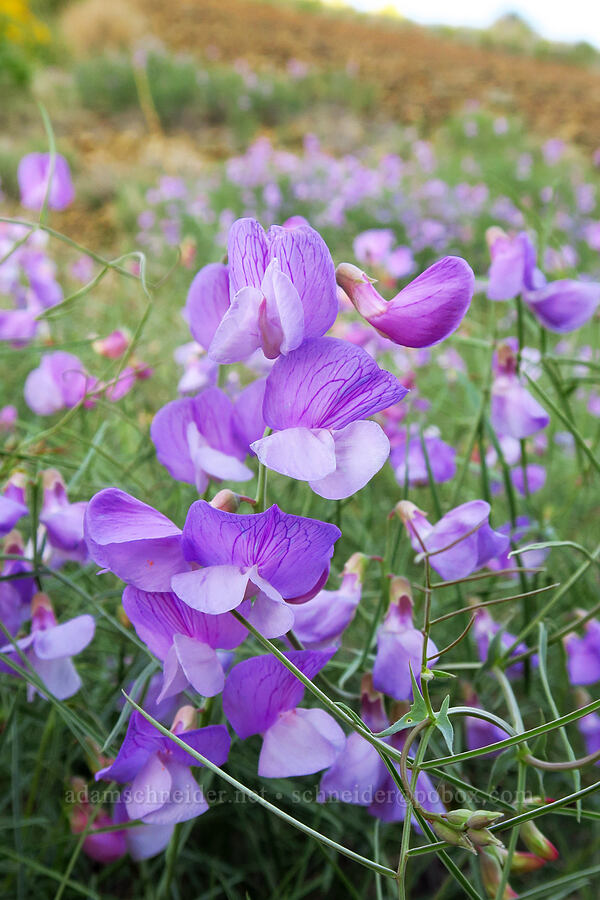 few-flowered pea-vine with very narrow leaflets (Lathyrus pauciflorus var. pauciflorus) [Leslie Gulch, Malheur County, Oregon]