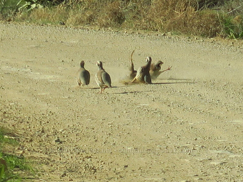 chukar fight (Alectoris chukar) [Leslie Gulch, Malheur County, Oregon]