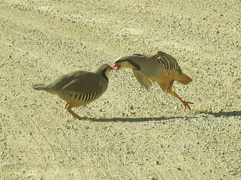 chukar fight (Alectoris chukar) [Leslie Gulch, Malheur County, Oregon]