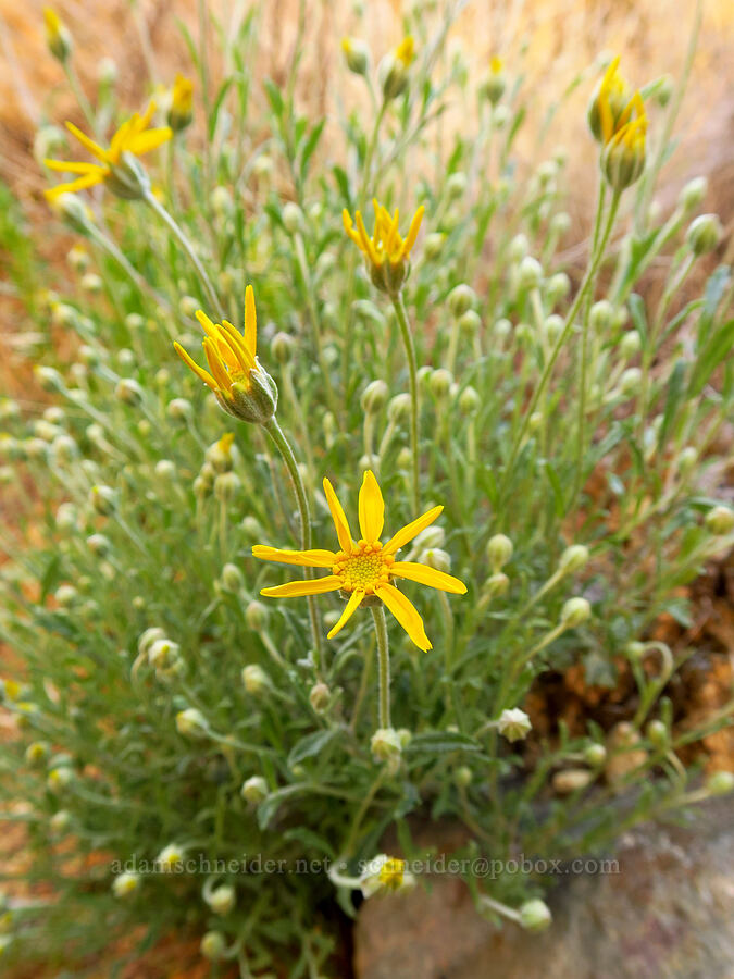 Oregon sunshine (Eriophyllum lanatum var. integrifolium) [Timber Gulch, Malheur County, Oregon]