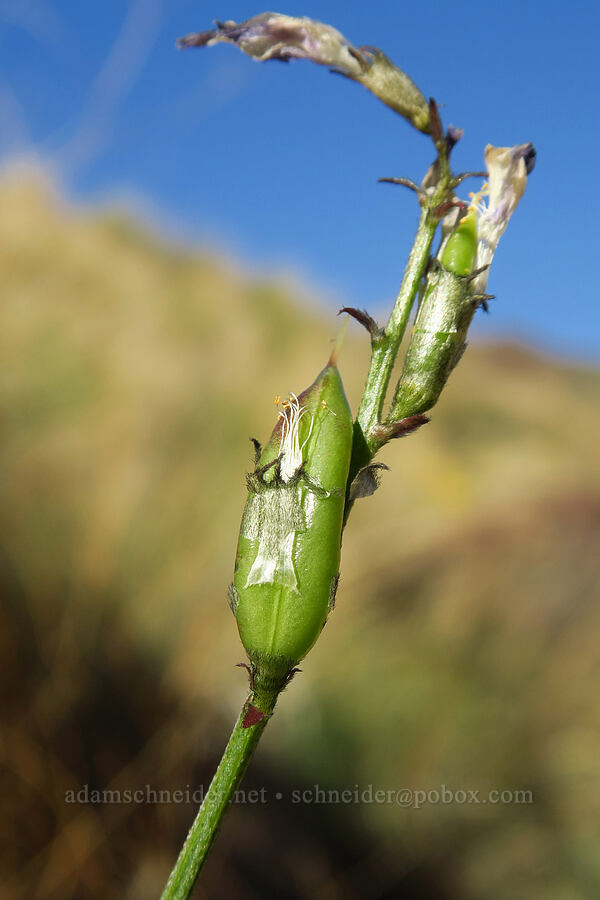 Idaho milk-vetch pods (Astragalus conjunctus var. conjunctus) [Timber Gulch, Malheur County, Oregon]