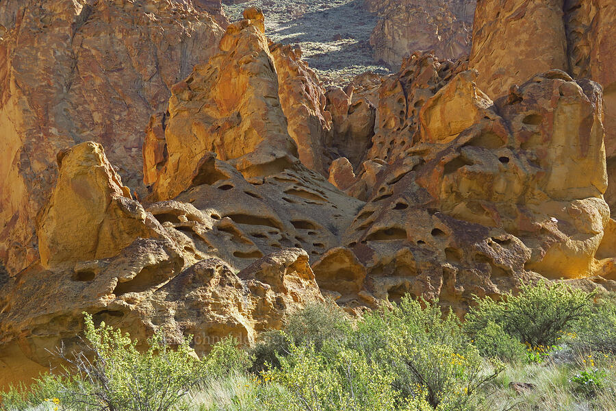 honeycomb erosion [Timber Gulch, Malheur County, Oregon]