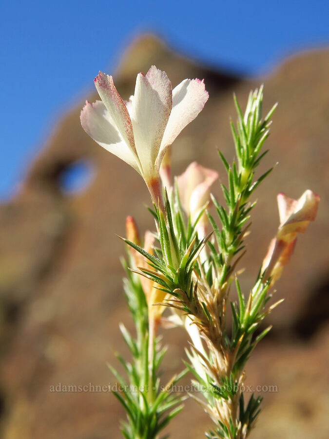 granite prickly-phlox (Linanthus pungens (Leptodactylon pungens)) [above Timber Gulch, Malheur County, Oregon]