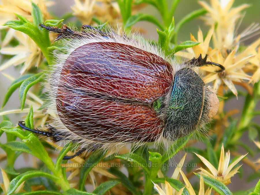 hairy bear scarab beetle on goldenweed (Paracotalpa granicollis, Ericameria nana (Haplopappus nanus)) [above Timber Gulch, Malheur County, Oregon]