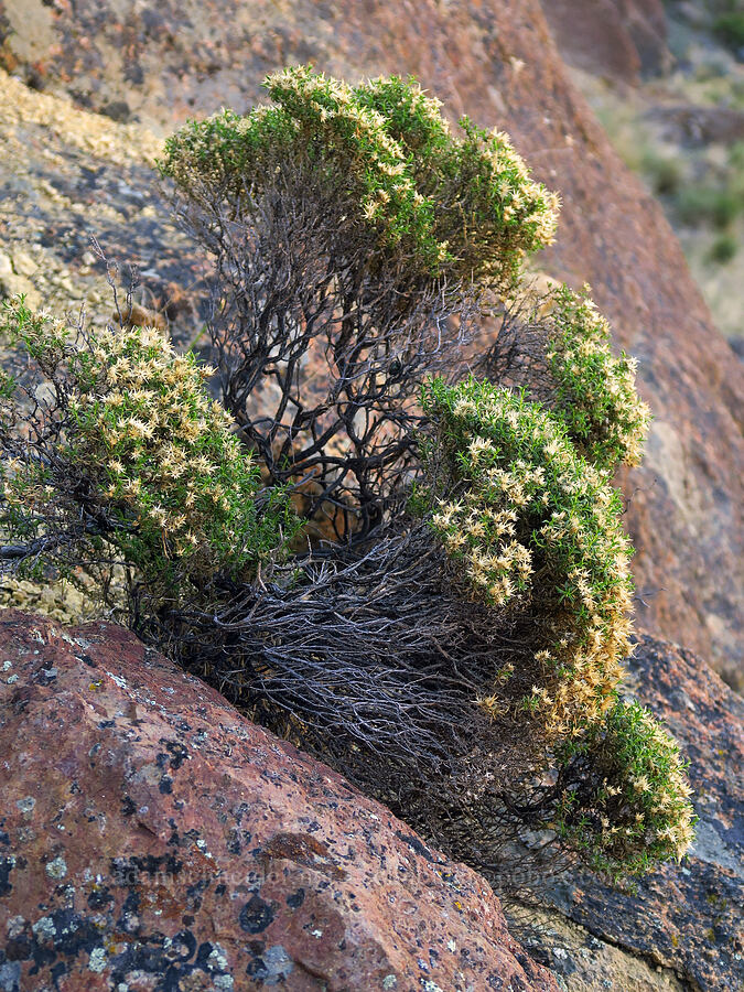 dwarf goldenweed (Ericameria nana (Haplopappus nanus)) [above Timber Gulch, Malheur County, Oregon]