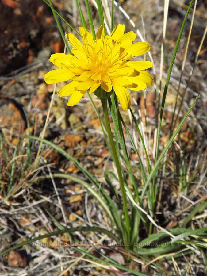 sagebrush false dandelion (Nothocalais troximoides (Microseris troximoides)) [above Timber Gulch, Malheur County, Oregon]