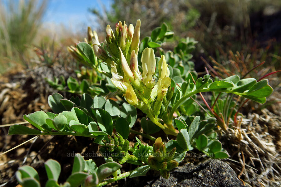 broad-leaf freckled milk-vetch (Astragalus lentiginosus var. chartaceus (Astragalus lentiginosus var. platyphyllidius)) [above Timber Gulch, Malheur County, Oregon]