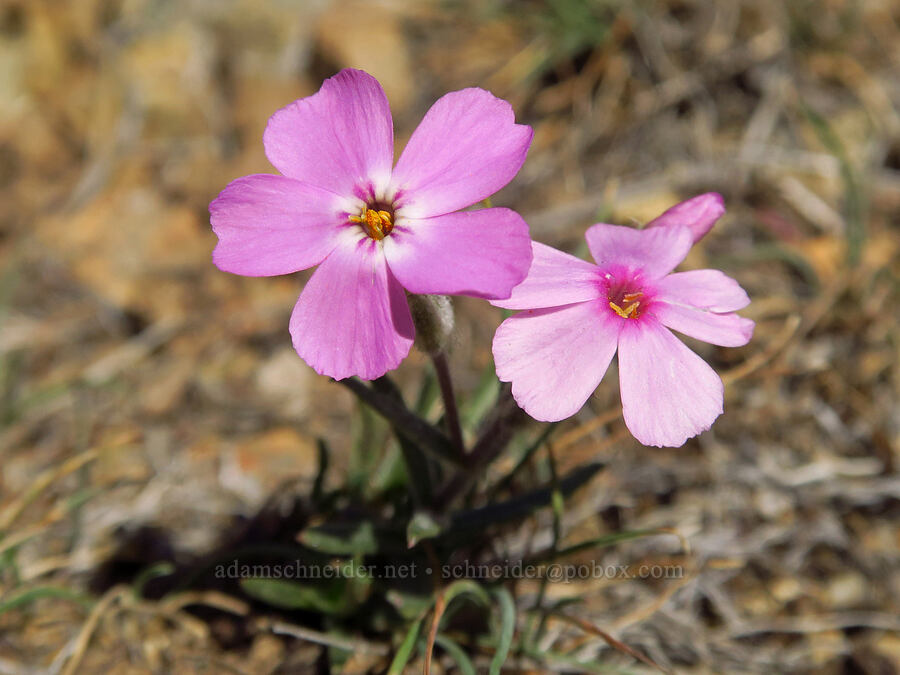 long-leaf phlox (Phlox longifolia) [above Juniper Gulch, Malheur County, Oregon]
