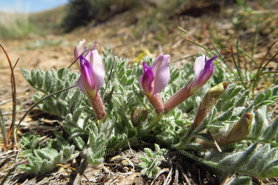 Pursh's woolly-pod milk-vetch (Astragalus purshii var. purshii) [above Juniper Gulch, Malheur County, Oregon]