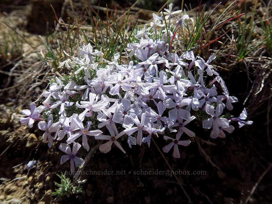 Hood's woolly phlox (Phlox hoodii ssp. canescens (Phlox canescens)) [above Juniper Gulch, Malheur County, Oregon]