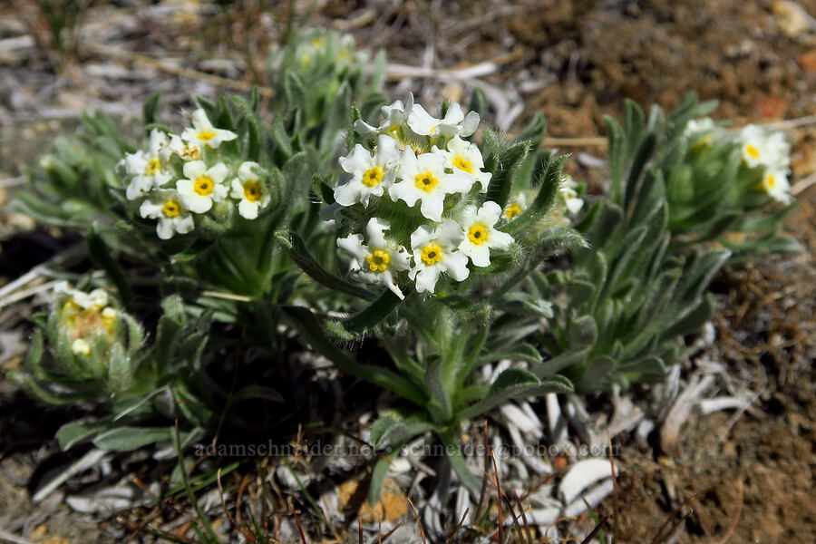 low cryptantha (Cryptantha humilis (Oreocarya humilis)) [above Juniper Gulch, Malheur County, Oregon]