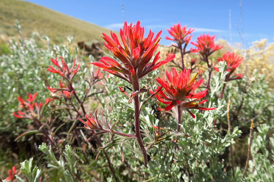 desert paintbrush (Castilleja chromosa) [above Juniper Gulch, Malheur County, Oregon]