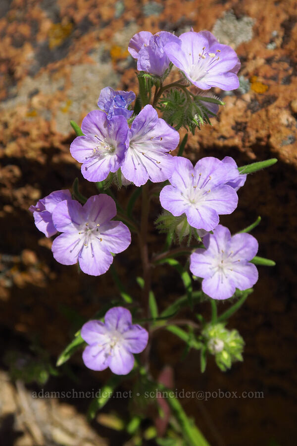 thread-leaf phacelia (Phacelia linearis) [above Juniper Gulch, Malheur County, Oregon]