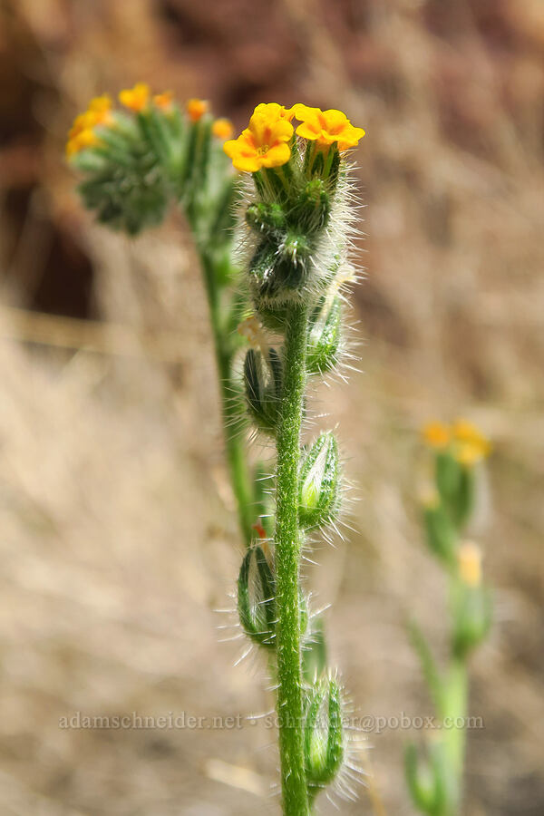 bugloss fiddleneck (Amsinckia lycopsoides) [Juniper Gulch, Malheur County, Oregon]