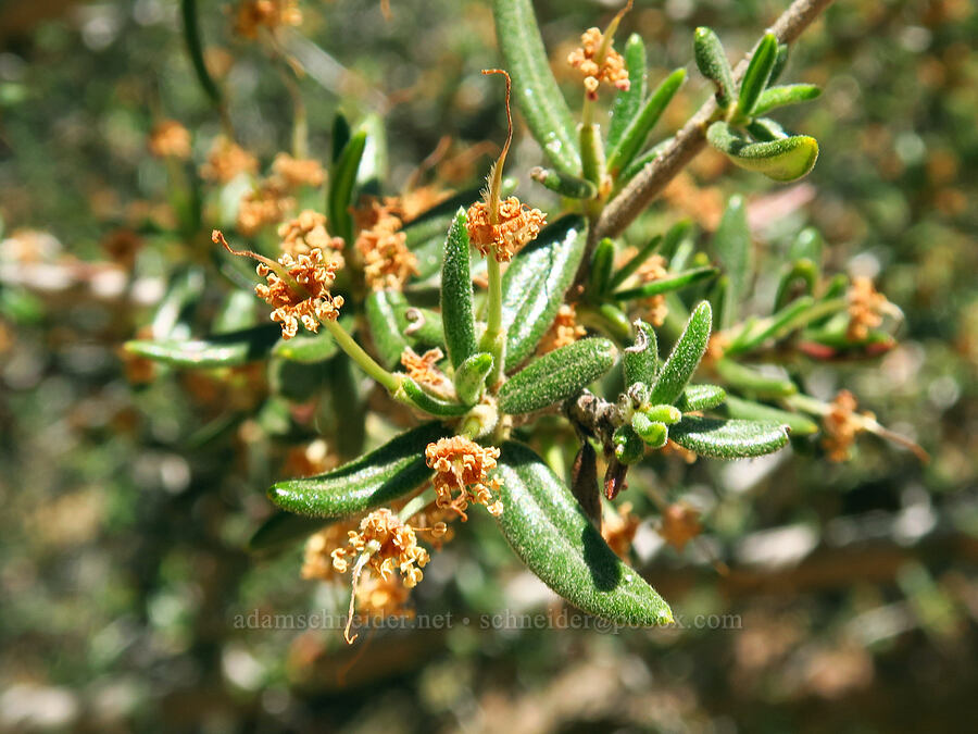 curl-leaf mountain-mahogany (Cercocarpus ledifolius) [Juniper Gulch, Malheur County, Oregon]