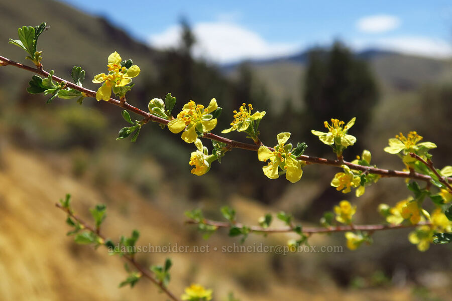 antelope bitter-brush (Purshia tridentata) [Juniper Gulch, Malheur County, Oregon]